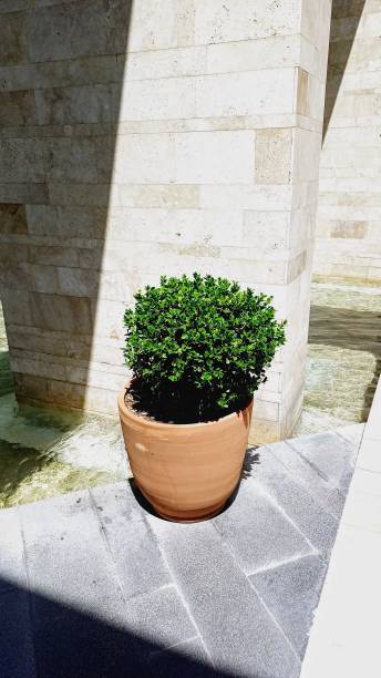 istock green plant in a large clay pot 2154705617