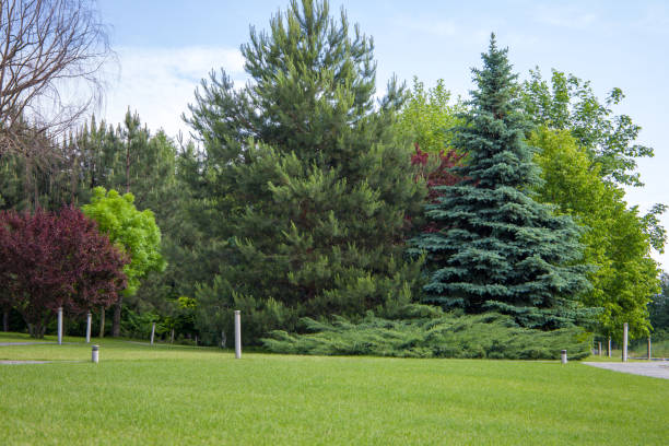 istock beautiful park in the city 2154707436
