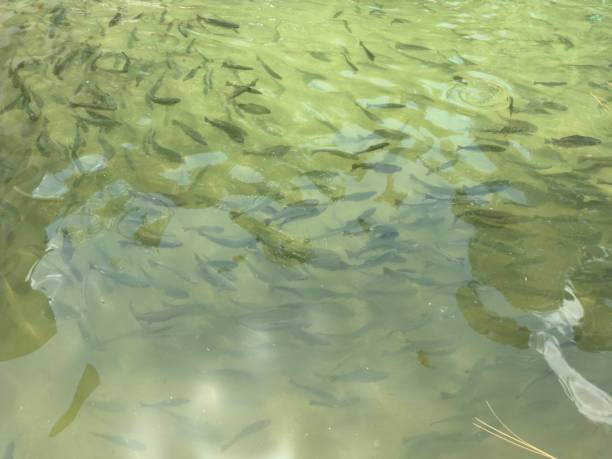 istock Rainbow trout fish in a hatchery in Pakistan 2154707617