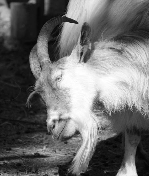 istock Close-up of goat standing on field 2154712886