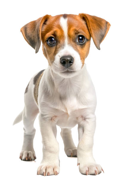istock Jack Russell Terrier puppy on white background. 2154713224