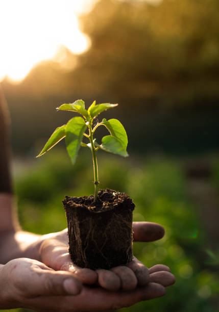 istock A pepper seedling with a well-developed root system on a man's palm 2154713313