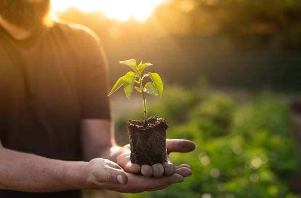 istock A pepper seedling with a well-developed root system on a man's palm 2154713317