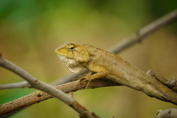 istock Close-up of Calotes versicolor 2154714310