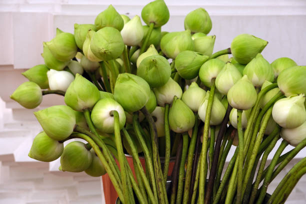 bouquet of white unblown lotuses