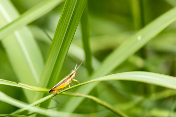 Insects in the meadow