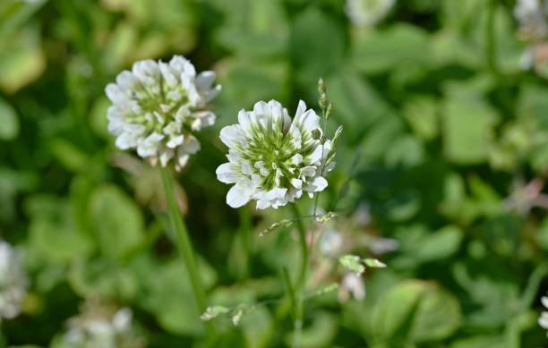 istock White clover ( Trifolium repens ) flowers. Fabaceae plants. 2154715491