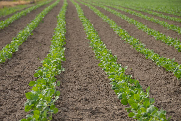 istock Green soybean field in early summer 2154715679