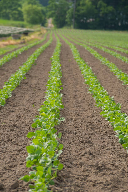 istock Green soybean field in early summer 2154715686