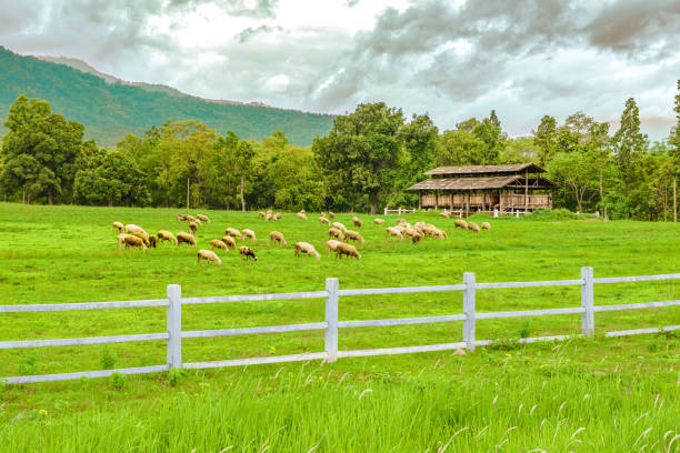 A flock of sheep on grass field inside the farm of Chiang Mai Province, Thailand.