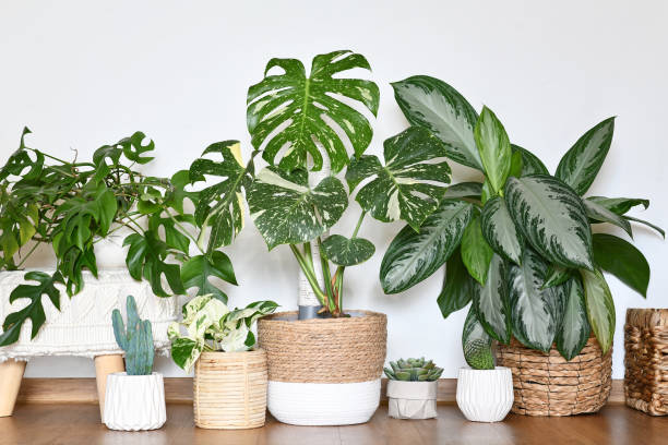 istock Urban jungle. Different tropical houseplants 2154716373