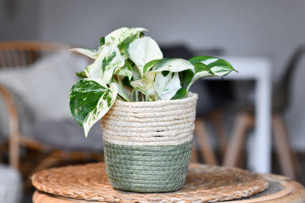 istock Small tropical 'Epipremnum Manjula' pothos houseplant 2154716396