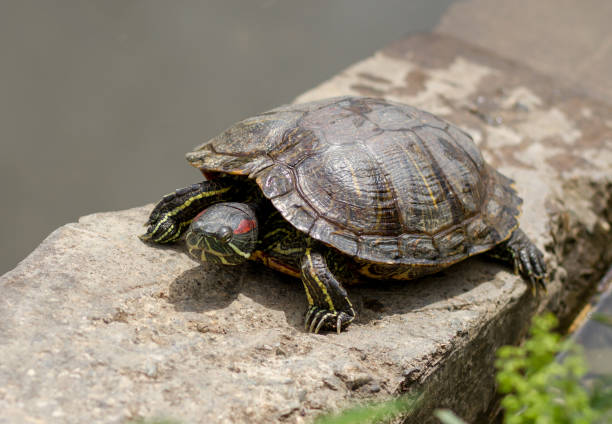 istock Pond slider (Trachemys scripta) resting in the sun 2154716660
