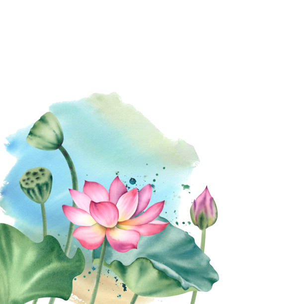 istock Watercolor pink lotuses on a white background. Water lilies are hand painted. A composition with a lotus. A template for the design of postcards, invitations, and fabrics. 2154717703