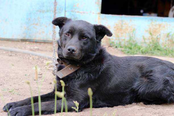istock A black dog guarding a house or garage 2154718213