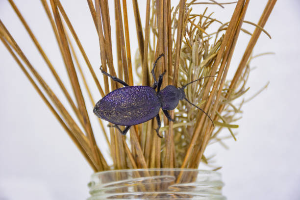 purple ground beetle closeup on grass, beetle on dry grass