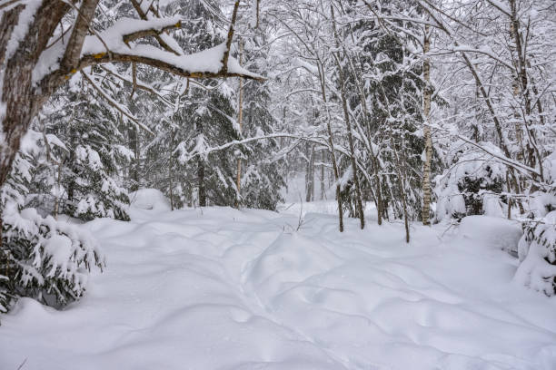 istock Winter in a spruce forest, spruces covered with white fluffy snow. Selective focus. Winter Landscape with Snow and Trees. Snow covered trees in forest during winter 2154718977