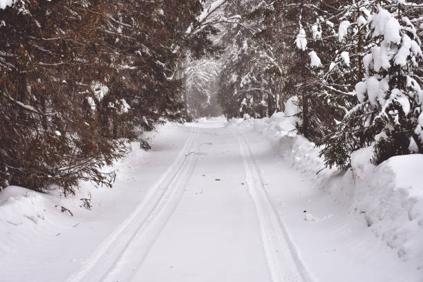 Winter in a spruce forest, spruces covered with white fluffy snow. Selective focus. Winter Landscape with Snow and Trees. Snow covered trees in forest during winter. Forests of Karelia