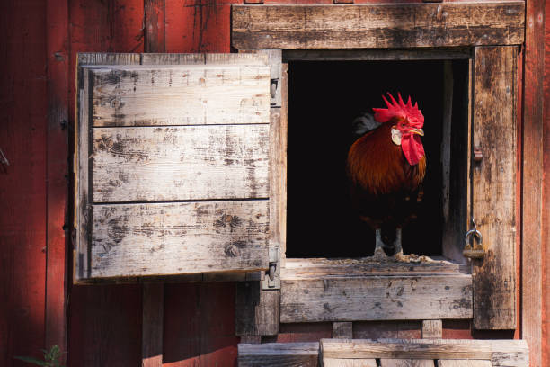 istock A close up of rooster at a chicken coop 2154720939