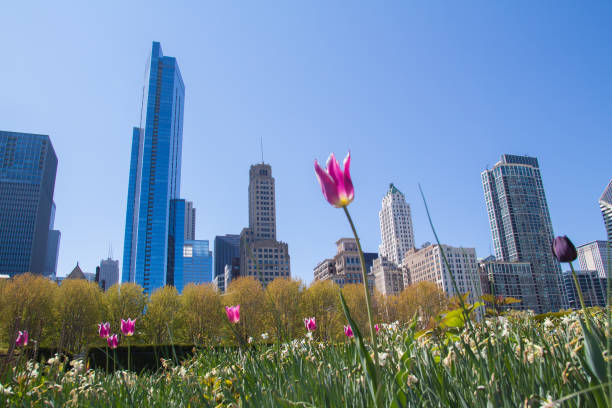 istock skyscrapers in Chicago 2154721983