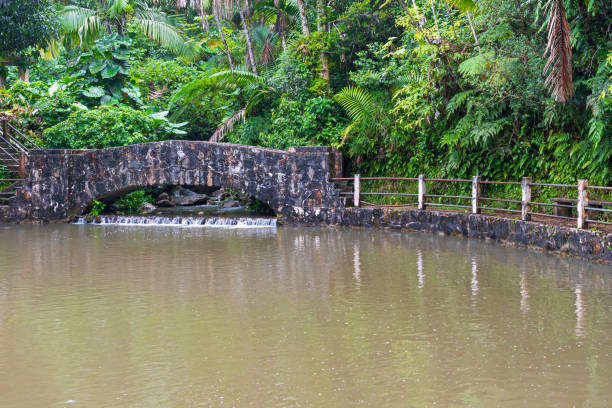 Waterfall flowing into swimming hole surrounded by lush foliage in natural rainforest.