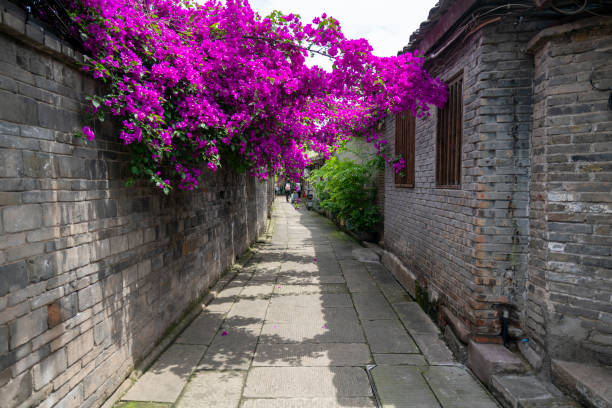 istock The blooming triangular plum blossoms in the alley 2154725904