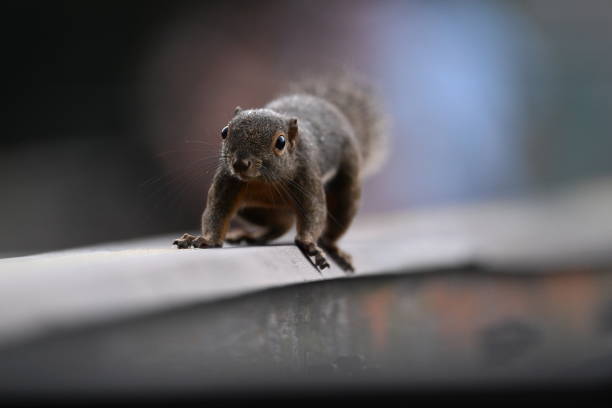istock Squirrel running along wooden railings 2154728183