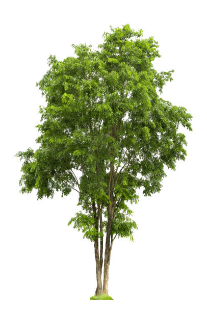 istock Tropical plant bush shrub tree isolated on white background with clipping path. 2154728573