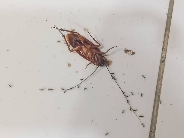 istock Cockroach lying on its back and dying on a white background 2154729172
