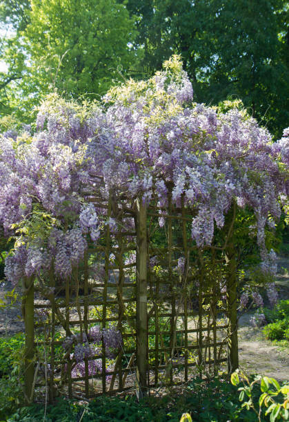 istock The Chinese wisteria (Wisteria sinensis) 2154729598
