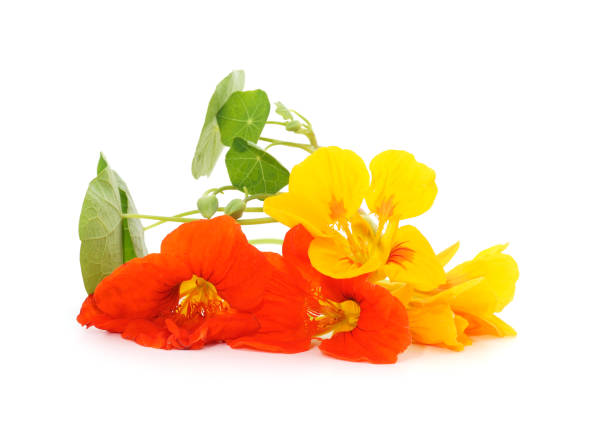 istock Orange and yellow nasturtium. 2154730311