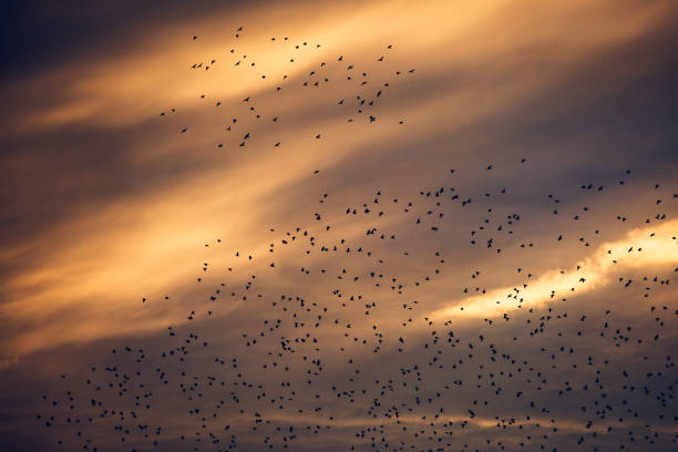 A mumuration of birds in the evening sky