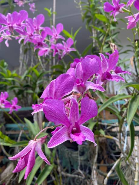 a sprig of orchid that blooms in summer