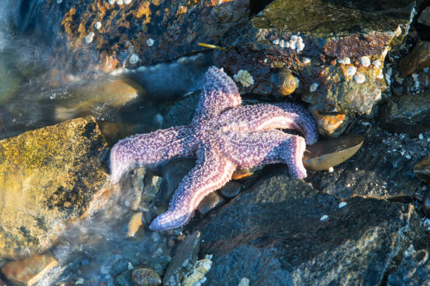 A purple sea star in Maine