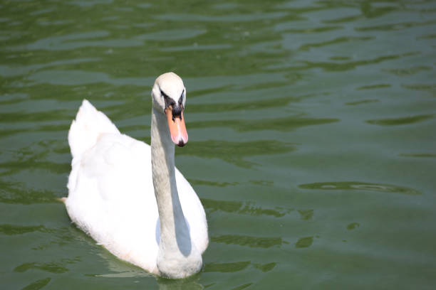 Close up White swan is cute in river