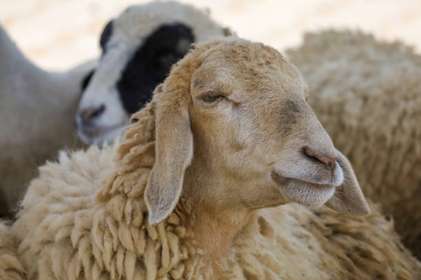 A sheep with white background, Thailand.