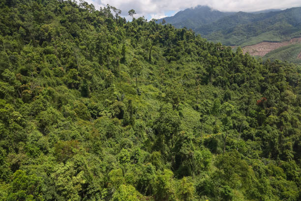 istock the tree mountain view before from banahill cable car 2154735752