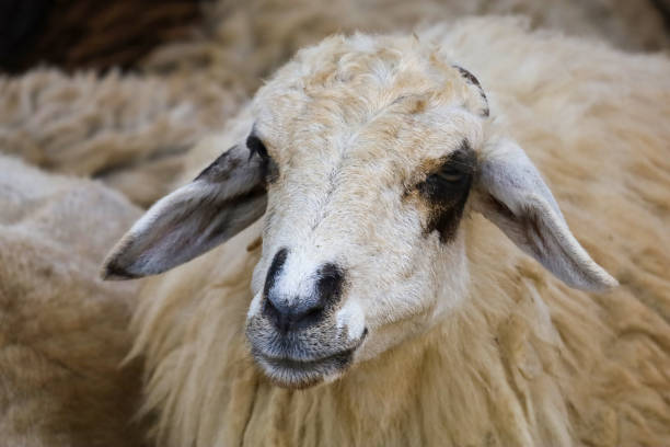 istock Close up the baby Sheep is rest 2154735834
