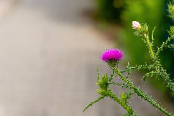 a milk thistle plant blooms in early summer in selective focus