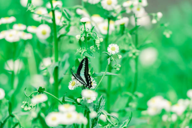 Summer meadow full of pink and yellow flowers and flying butterflies.