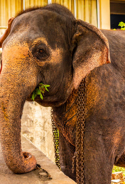 colorful painted Elephant drinking water