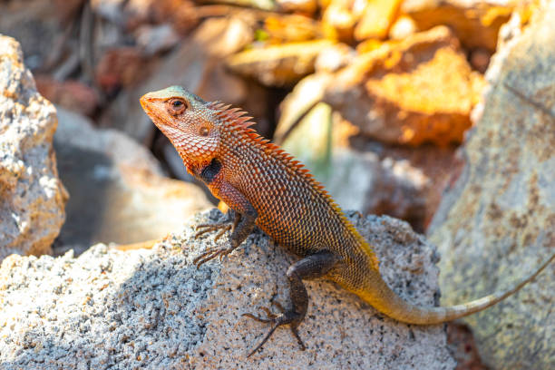 istock Lizard chameleon iguana on a rock Sri Lanka. 2154739888