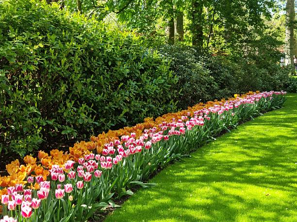 istock Tulip variant combination as garden decoration 2154740991
