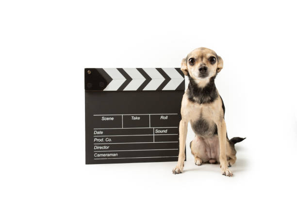istock Pet cinema, cute dog with clapper board,scripting a doggy action sequence, cinematic dog performance,isolated on white 2154741325