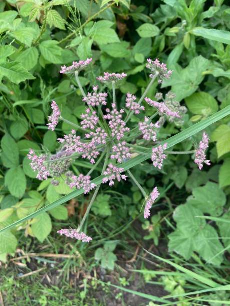 istock Pink cow parsley in a star shape, Norfolk 2154743293
