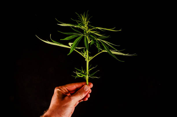 istock A hand holding a plant with a stem that is green and brown 2154743847