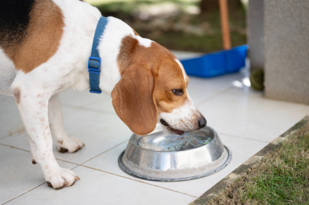 istock Thirsty beagle dog leak water 2154744620