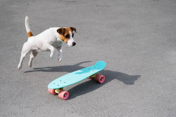 istock The dog rides a penny board outdoors. Jack russell terrier performing tricks on a skateboard 2154744687