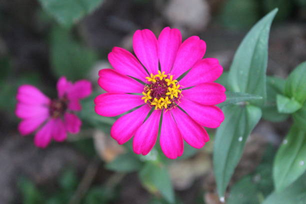 istock Chrysanthemum flowers in Asia 2154744717