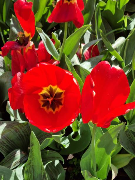 istock Tulipa Parade red tulip variant 2154746192